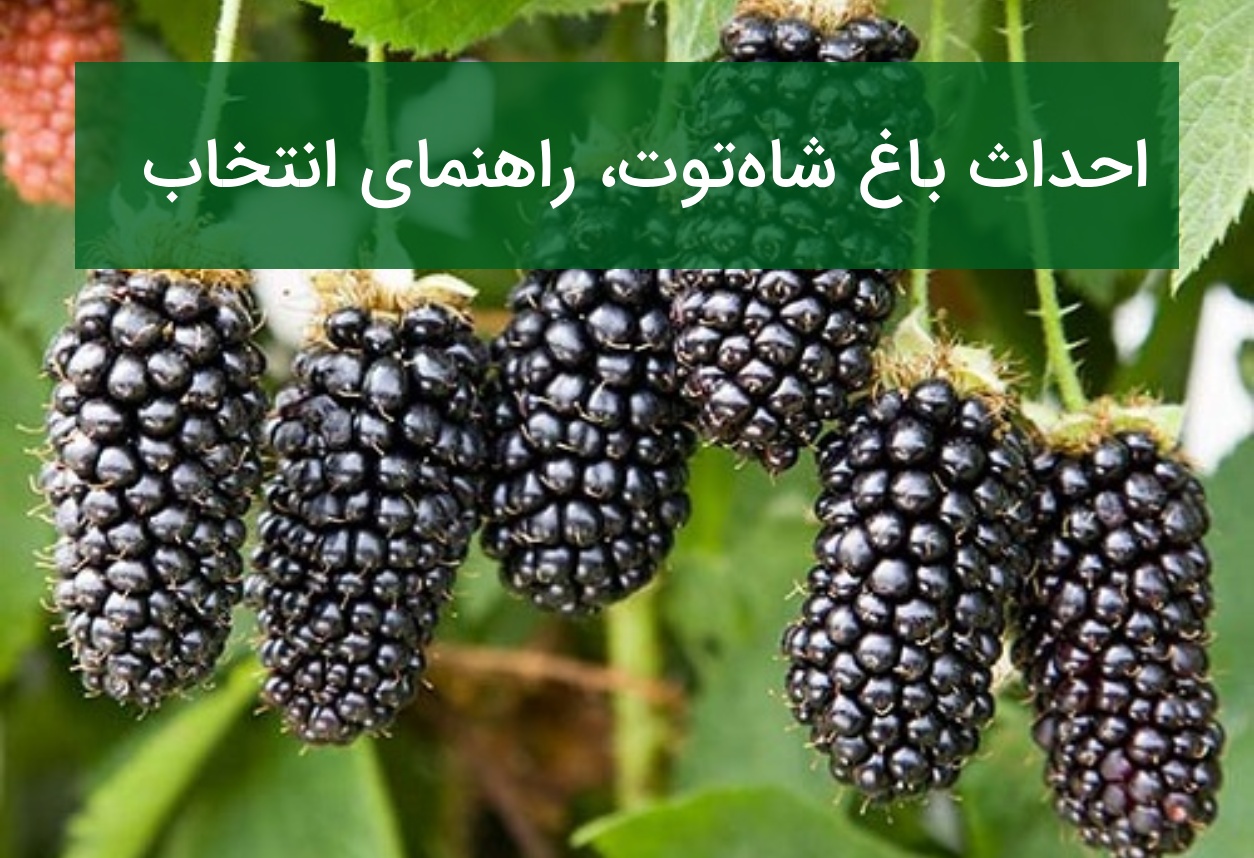 احداث باغ شاه‌توت؛ راهنمای انتخاب نهال و افزایش کیفیت محصول
