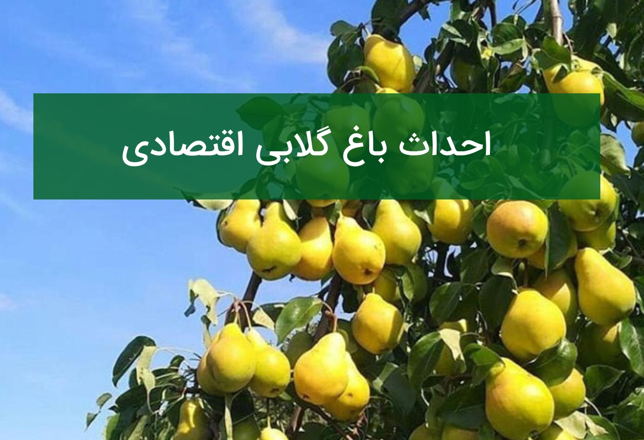 احداث باغ گلابی اقتصادی؛ ارقام مناسب، گرده‌افشان و فاصله کاشت