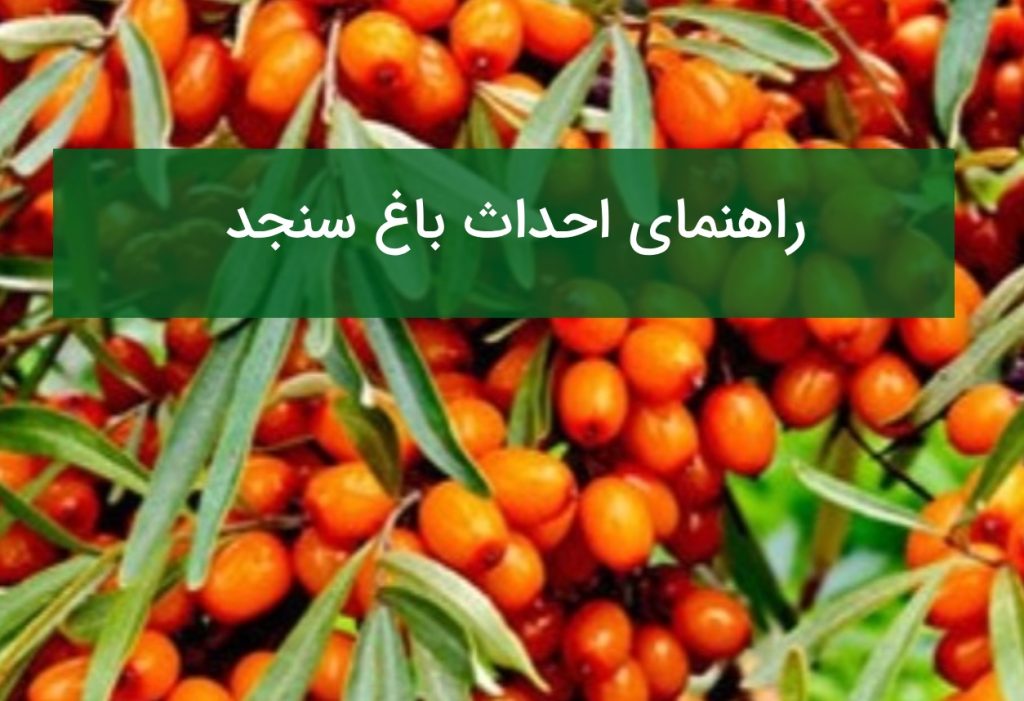 راهنمای احداث باغ سنجد؛ نهال مقاوم، نیاز آبی و زمان برداشت