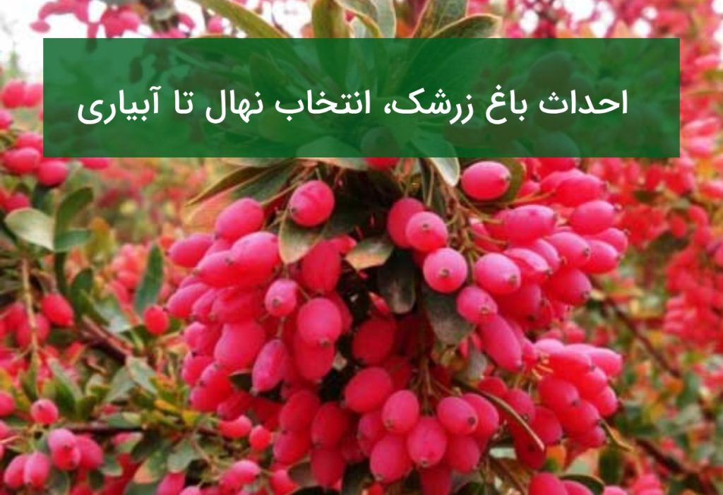 احداث باغ زرشک؛ از انتخاب نهال تا آبیاری و برداشت اقتصادی