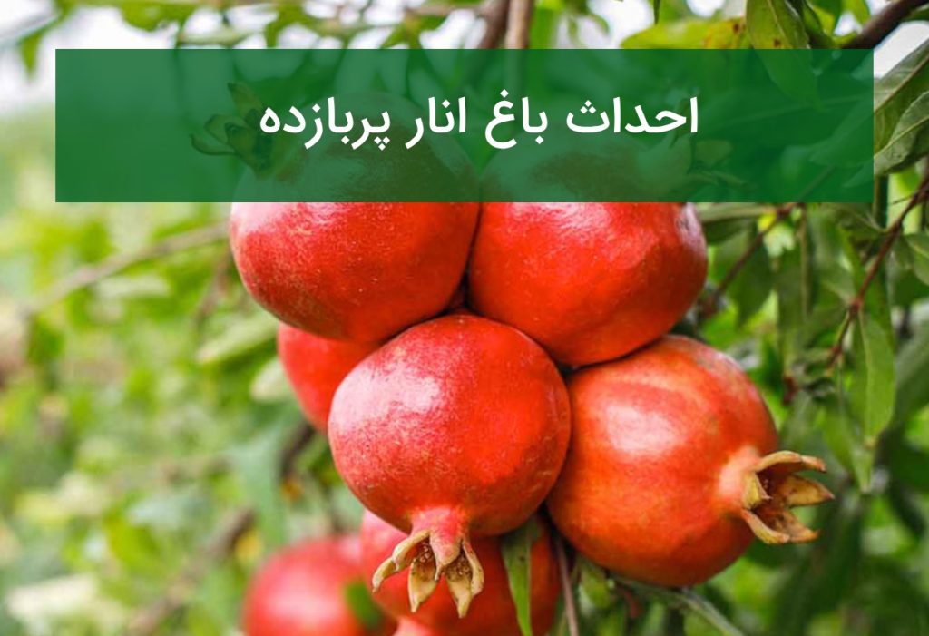 احداث باغ انار پربازده؛ ارقام تجاری، فاصله کاشت و آبیاری