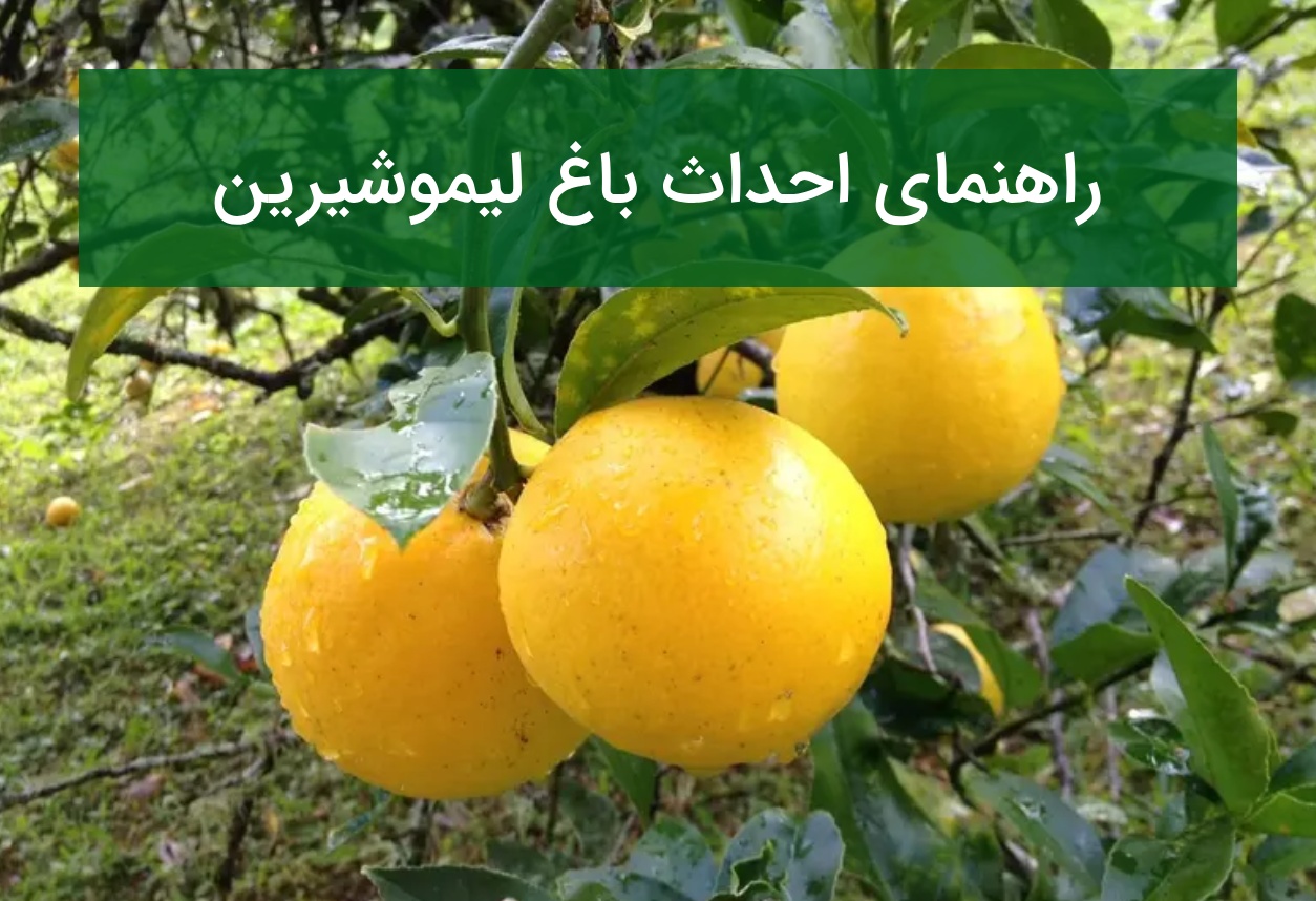 راهنمای احداث باغ لیموشیرین؛ اقلیم، نهال مناسب و مراقبت‌ها