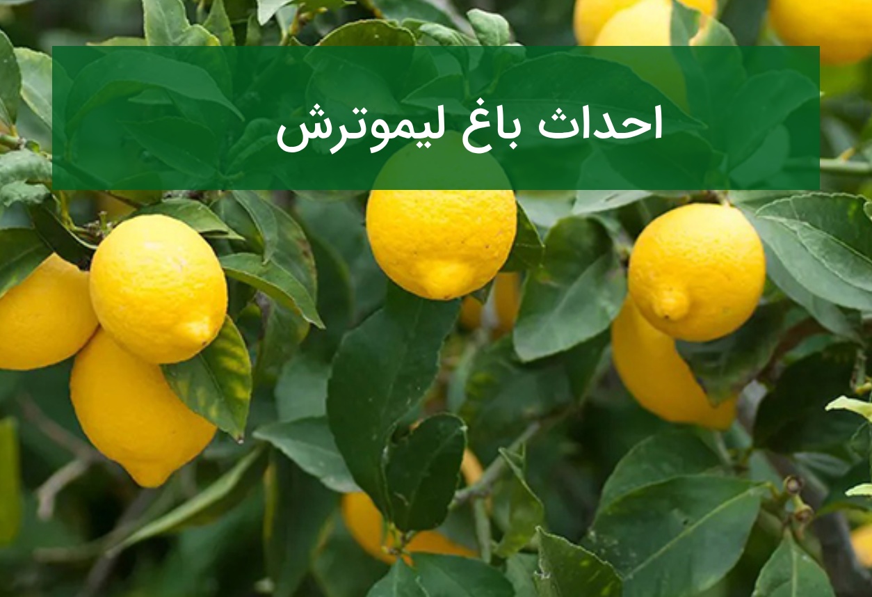 احداث باغ لیموترش؛ انتخاب رقم مقاوم و مدیریت آبیاری