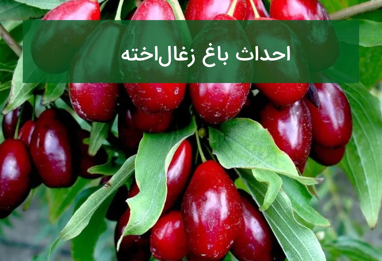 احداث باغ زغال‌اخته؛ انتخاب نهال، اقلیم مناسب و باردهی
