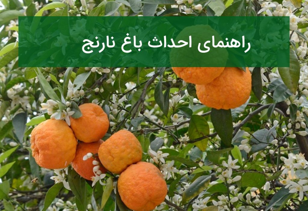راهنمای احداث باغ نارنج، انتخاب نهال، نگهداری و کاربردهای اقتصادی