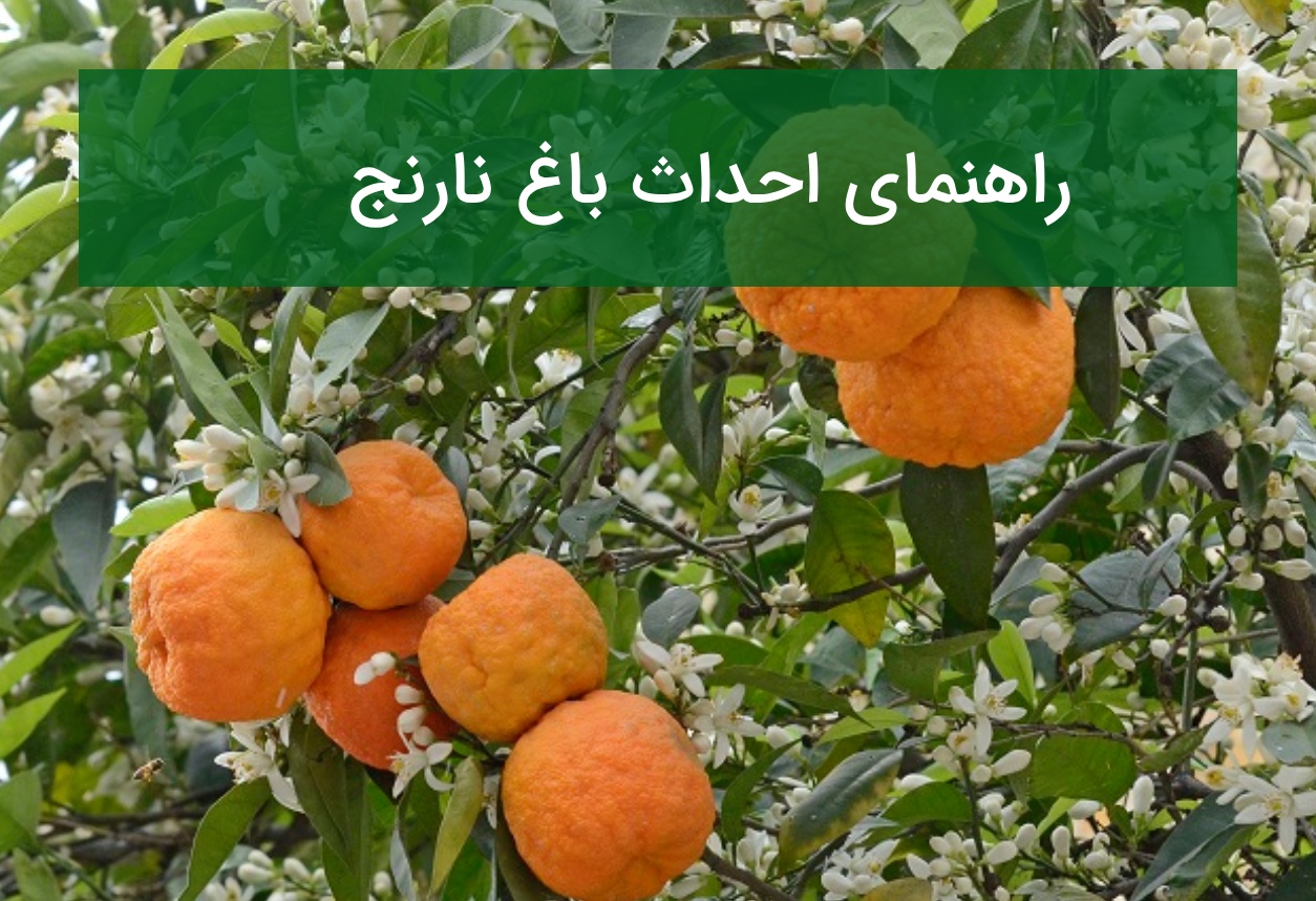 راهنمای احداث باغ نارنج، انتخاب نهال، نگهداری و کاربردهای اقتصادی