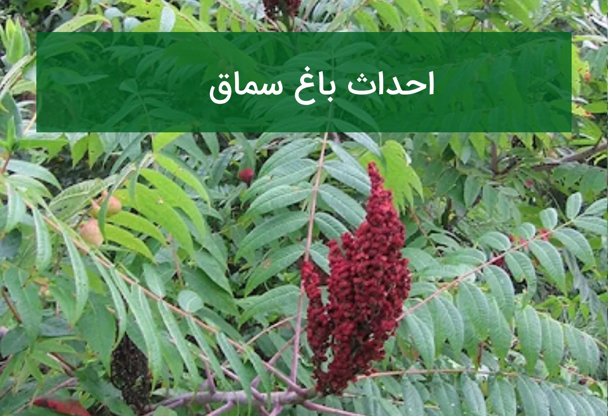 احداث باغ سماق؛ شرایط کشت، تکثیر و درآمدزایی از این محصول