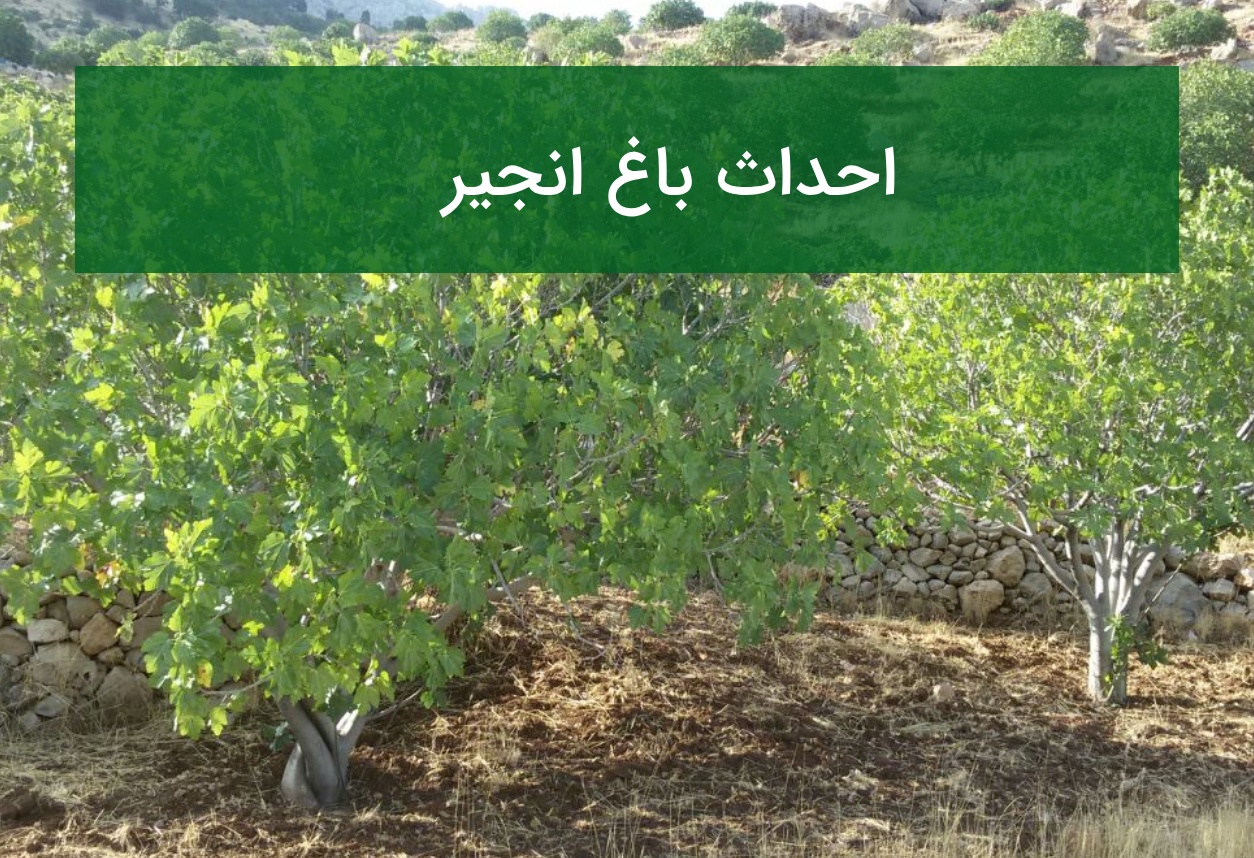 احداث باغ انجیر؛ بهترین مناطق، ارقام مناسب و اصول آبیاری