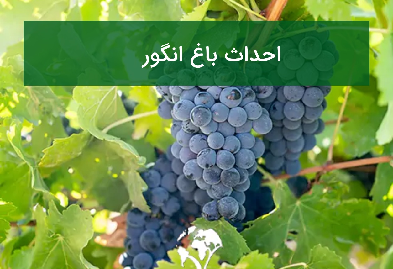 احداث باغ انگور؛ انتخاب رقم، داربست‌کشی و راز خوشه‌های پربار
