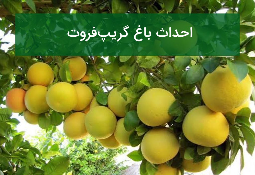 احداث باغ گریپ‌فروت؛ انتخاب رقم، اقلیم مناسب و آبیاری