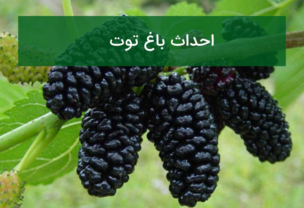 احداث باغ توت؛ انتخاب نهال، فاصله کاشت و کاربردهای اقتصادی