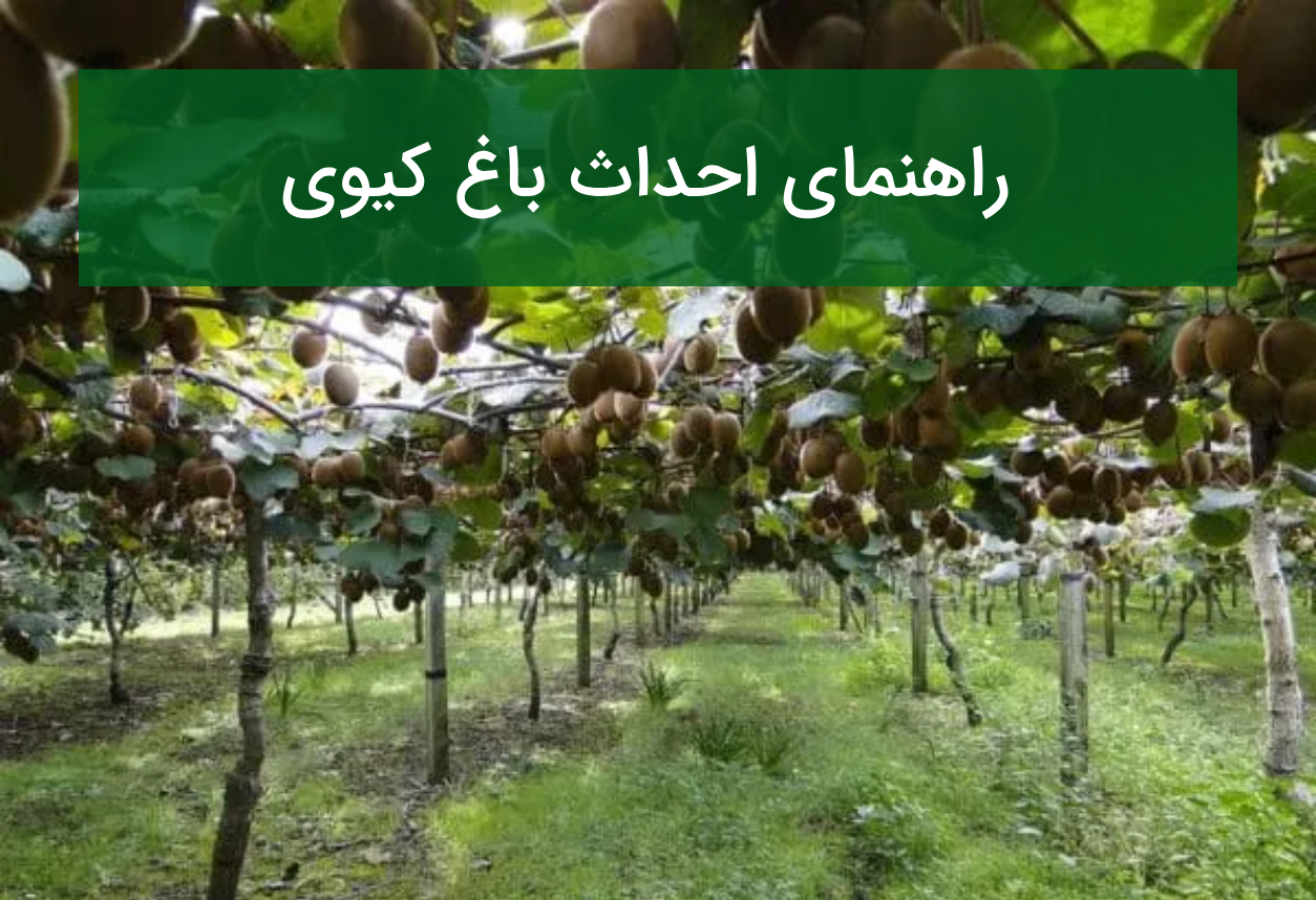 راهنمای احداث باغ کیوی؛ نر و ماده، داربست و آبیاری اصولی
