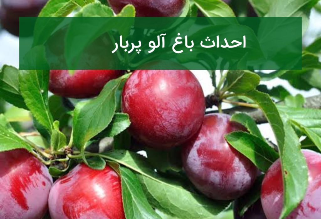 احداث باغ آلو پربار؛ انتخاب ارقام تجاری و مدیریت باغ