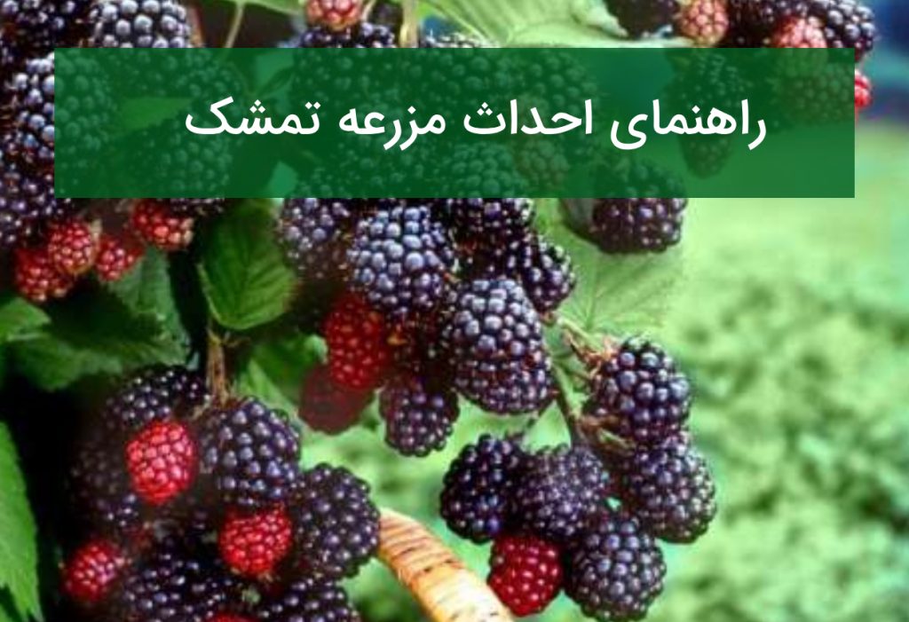 راهنمای احداث مزرعه تمشک؛ رقم مناسب، داربست و بازار فروش
