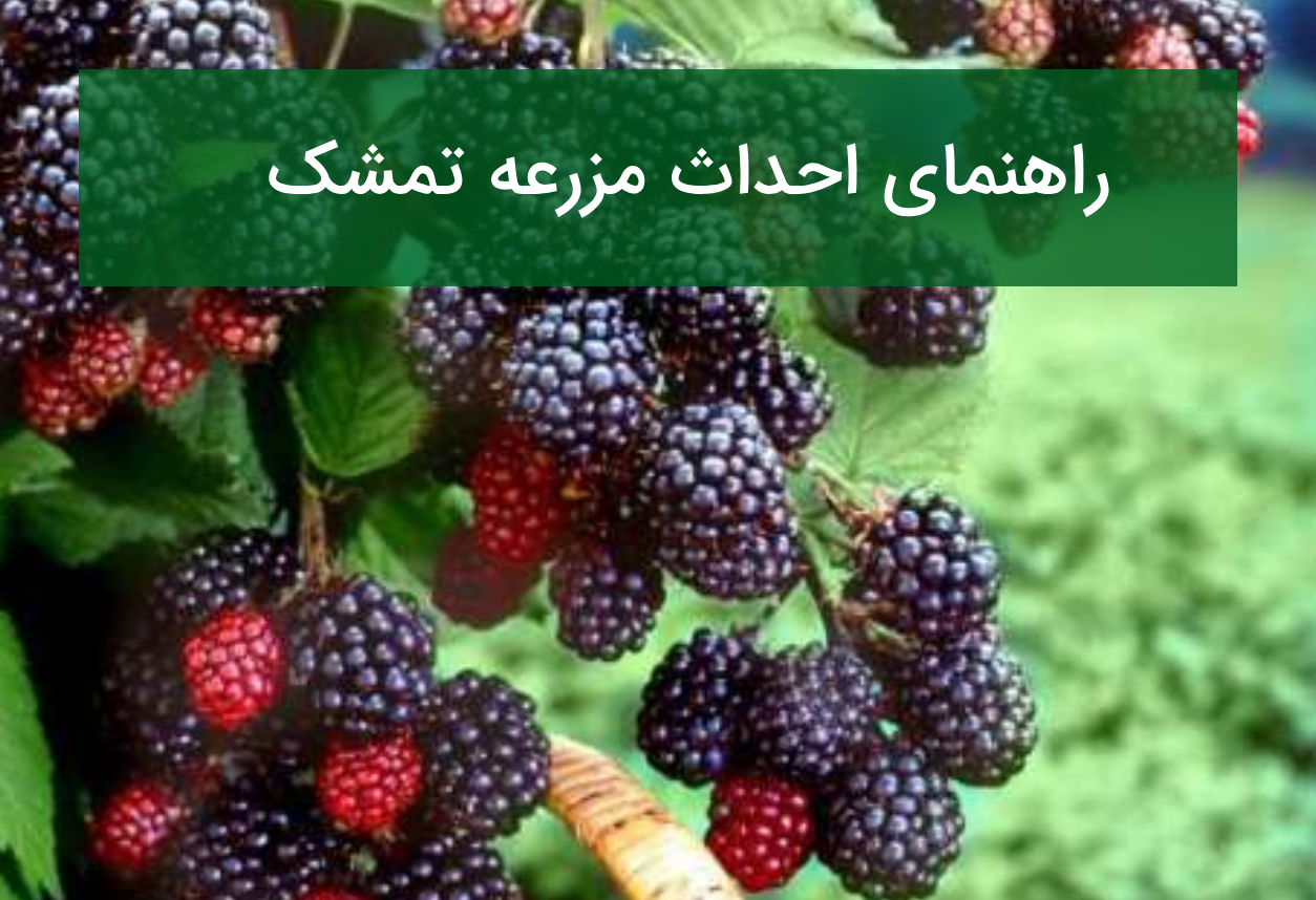 راهنمای احداث مزرعه تمشک؛ رقم مناسب، داربست و بازار فروش