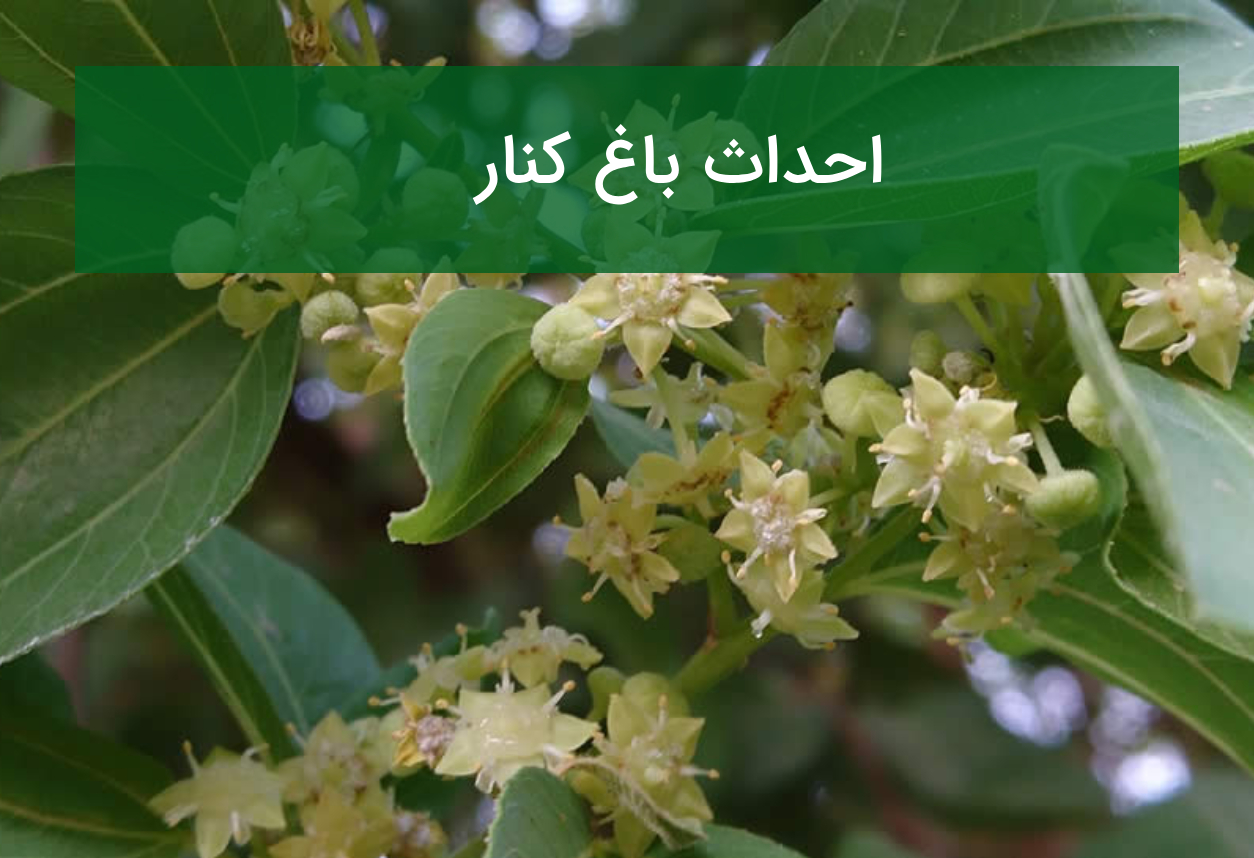 احداث باغ کنار؛ نهال مقاوم به گرما و نکات افزایش باردهی