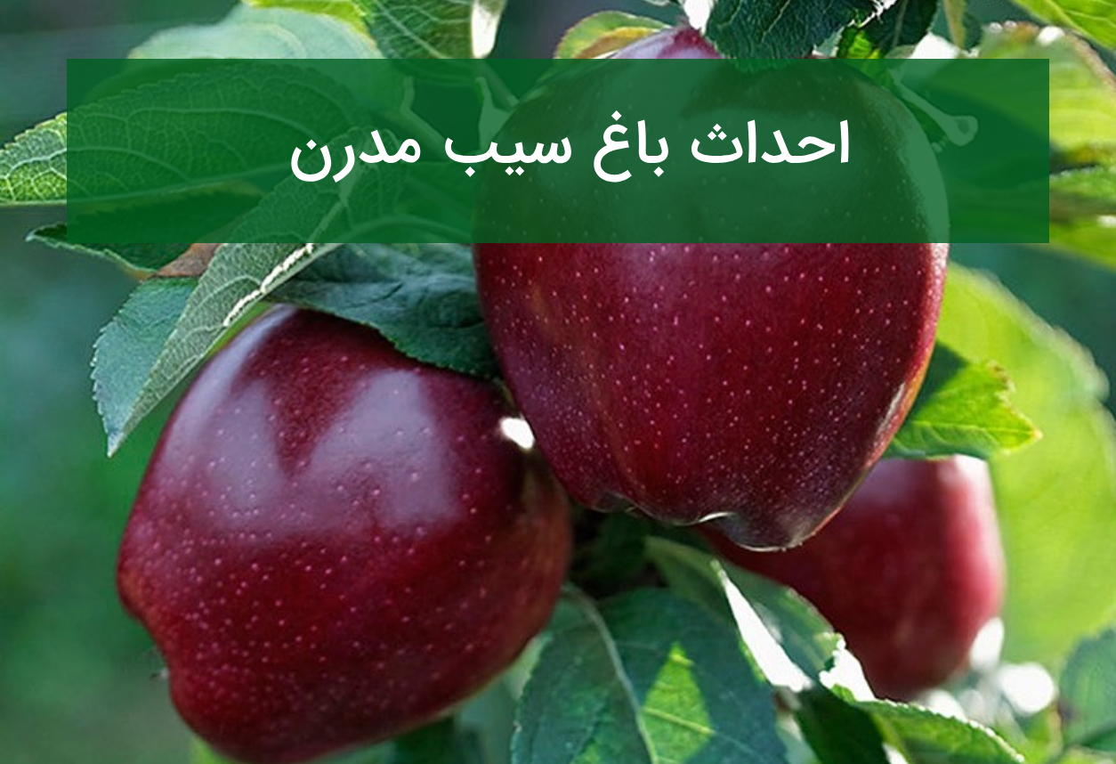 احداث باغ سیب مدرن؛ انتخاب رقم، پایه مناسب و گرده‌افشان