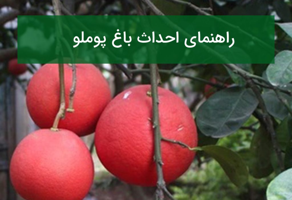 راهنمای احداث باغ پوملو؛ اقلیم، نهال مناسب و روش نگهداری