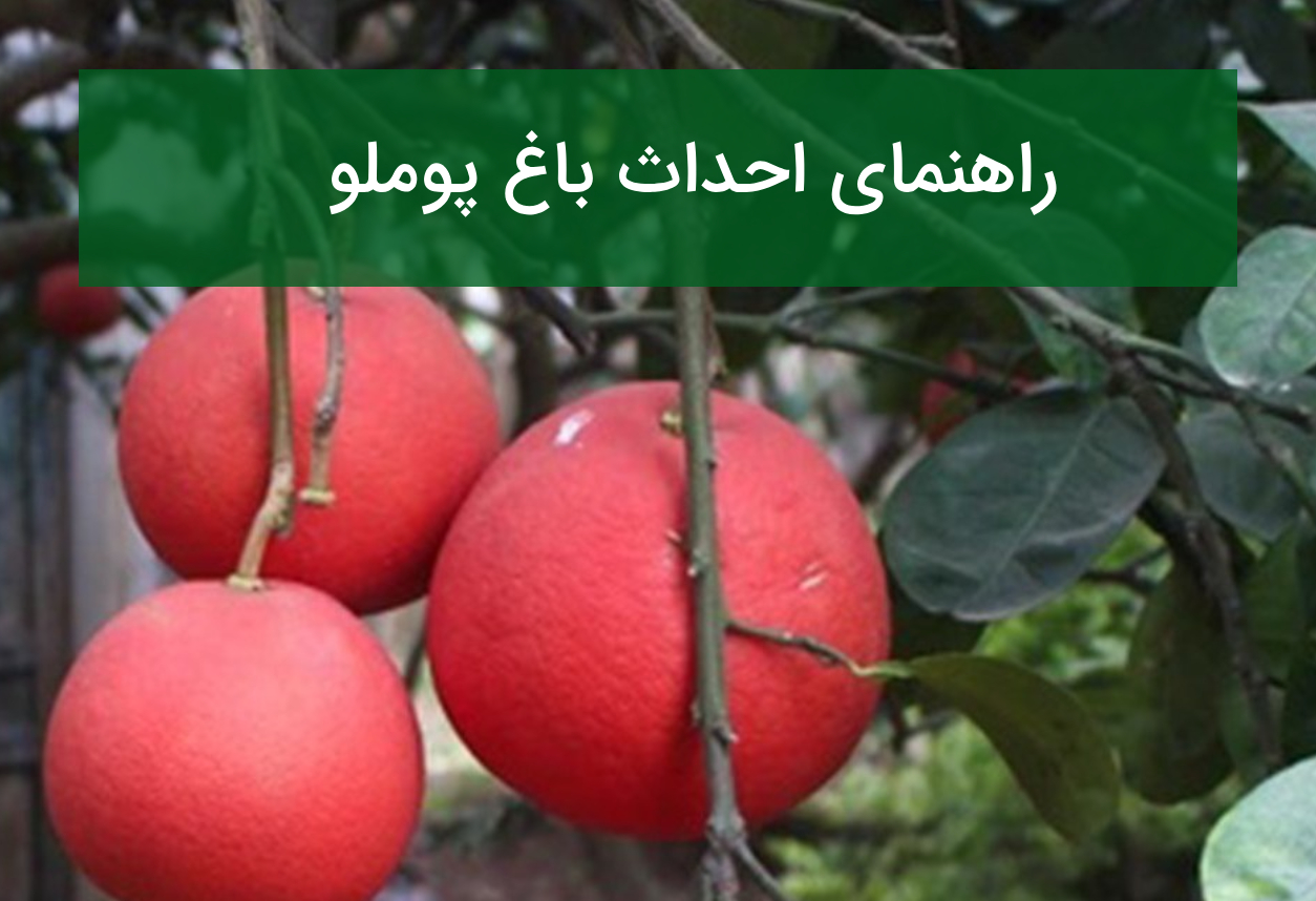 راهنمای احداث باغ پوملو؛ اقلیم، نهال مناسب و روش نگهداری