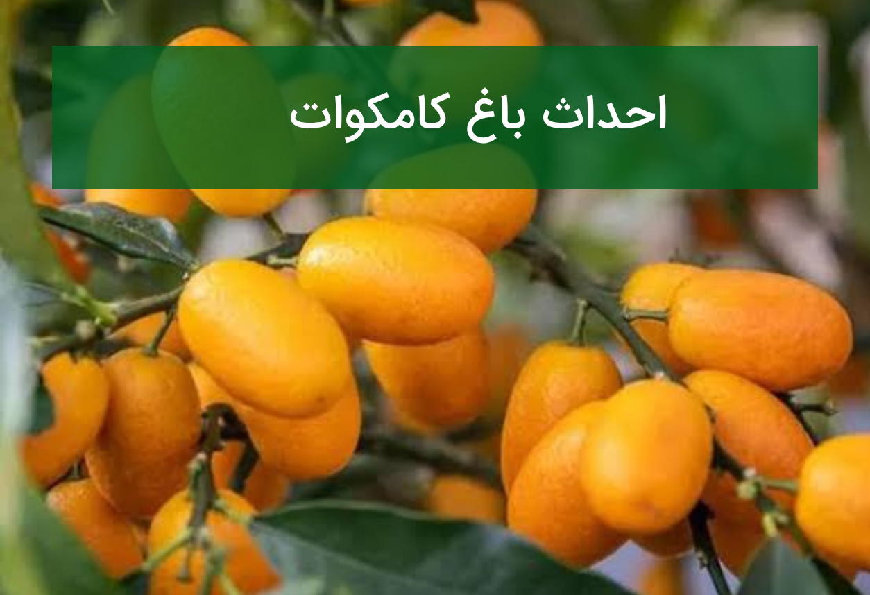 احداث باغ کامکوات؛ شرایط کاشت این مرکبات خاص و پربازده