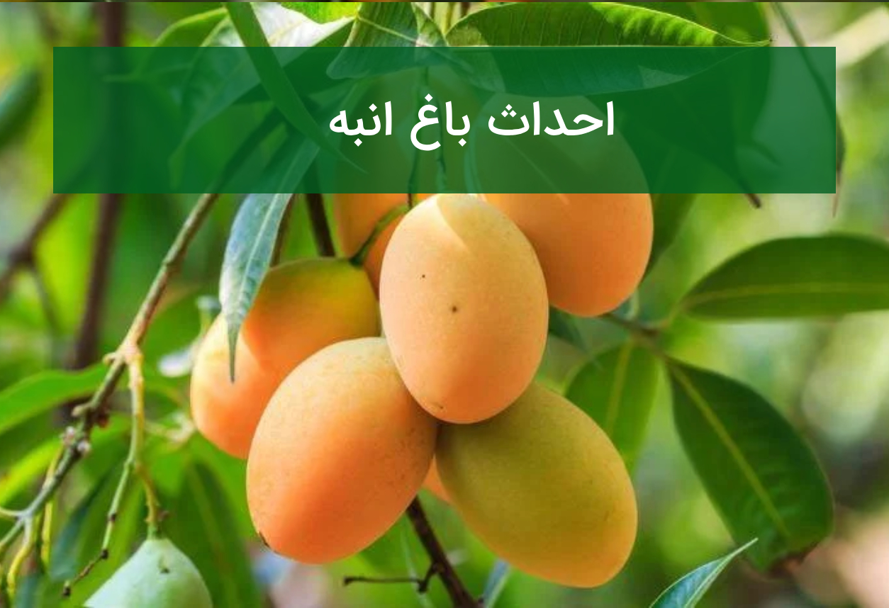 احداث باغ انبه؛ شرایط اقلیمی، انتخاب نهال و آبیاری صحیح