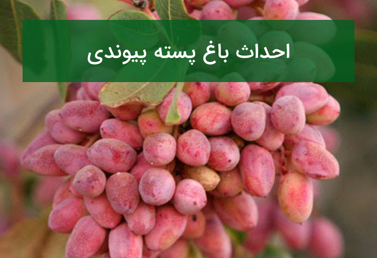 احداث باغ پسته پیوندی؛ انتخاب پایه، رقم تجاری و اصول کاشت
