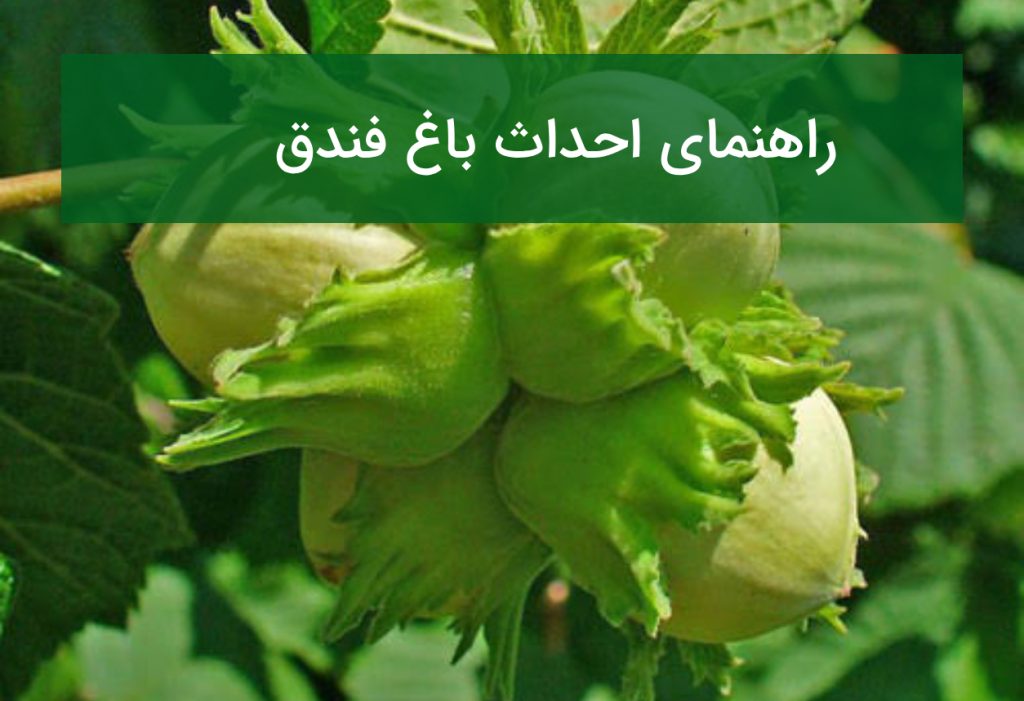 راهنمای احداث باغ فندق؛ ارقام سازگار، گرده‌افشان و فاصله کاشت