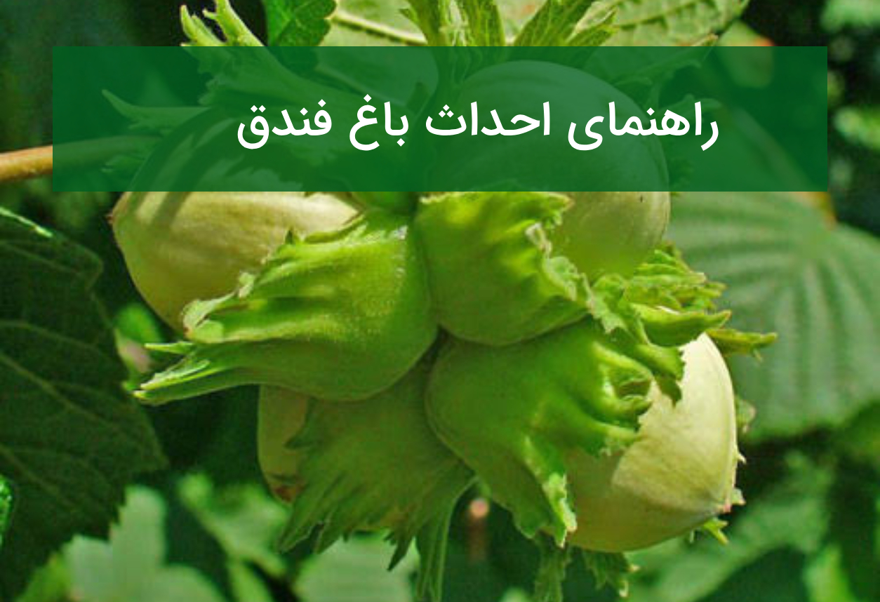 راهنمای احداث باغ فندق؛ ارقام سازگار، گرده‌افشان و فاصله کاشت