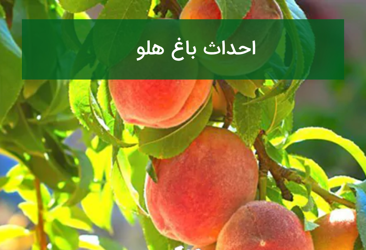 احداث باغ هلو؛ انتخاب رقم بازارپسند و مدیریت سرمازدگی