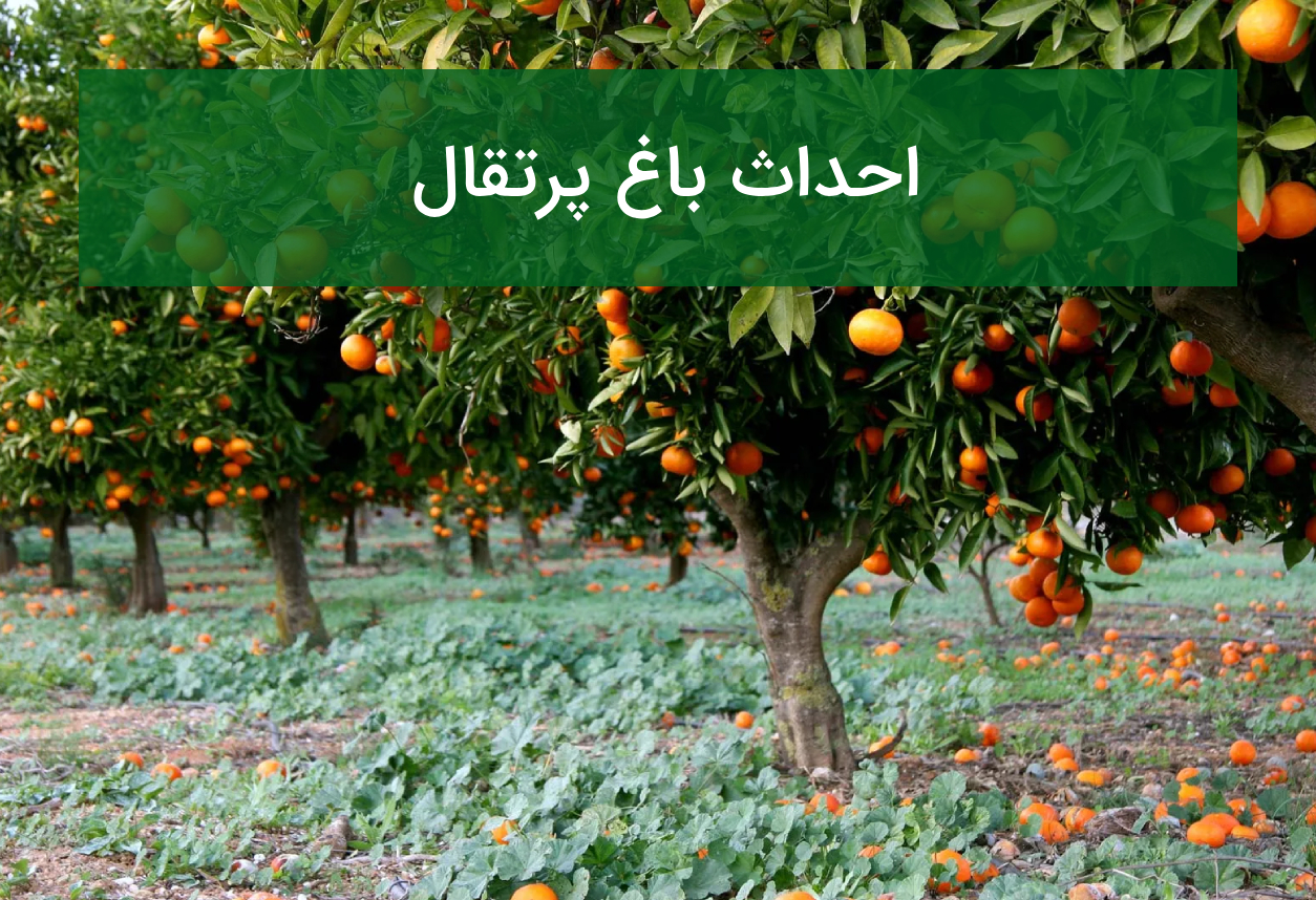احداث باغ پرتقال؛ رقم مناسب، آبیاری و مراقبت از باغ مرکبات