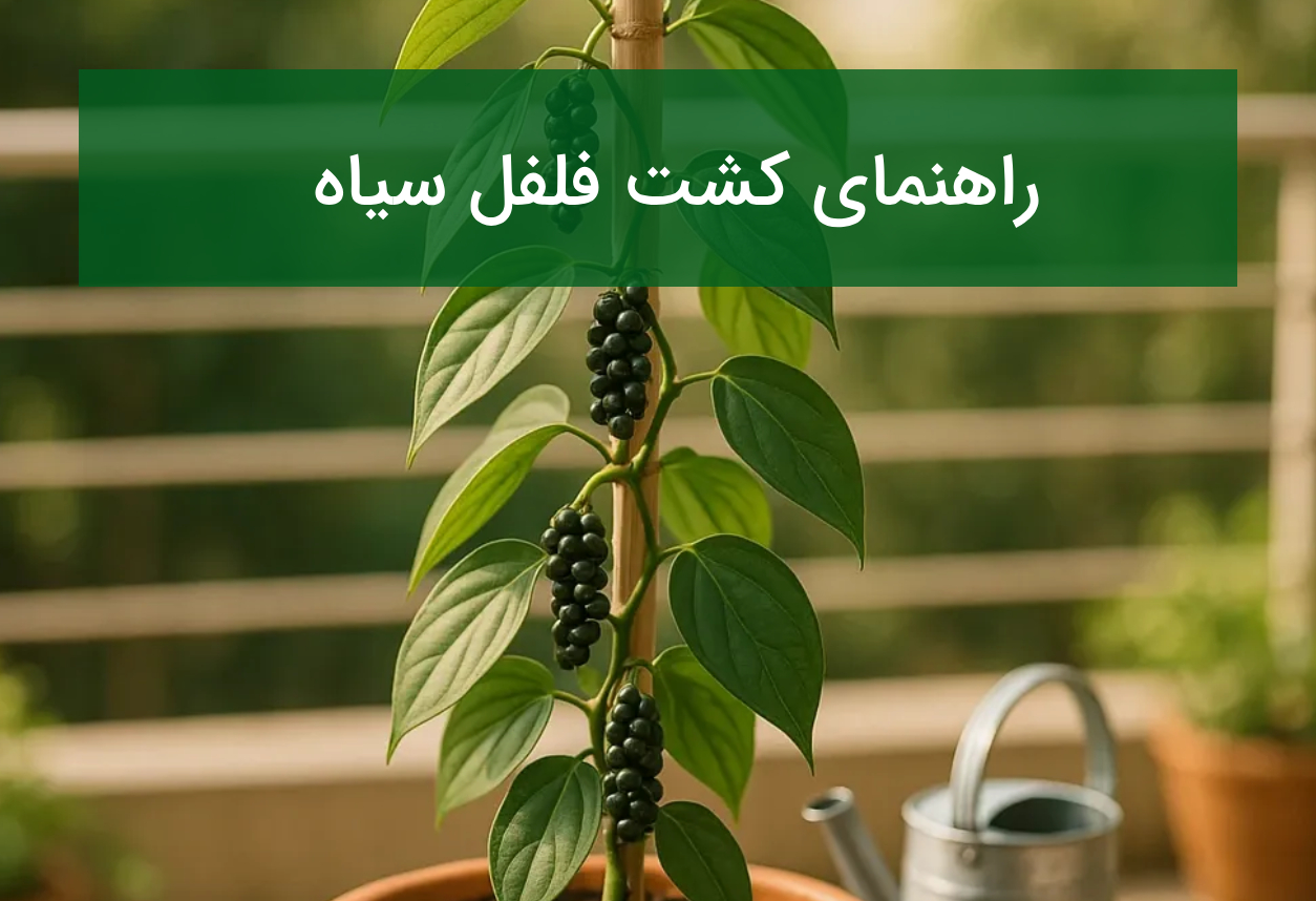 راهنمای کشت فلفل سیاه؛ شرایط گلخانه‌ای و نکات تولید اقتصادی