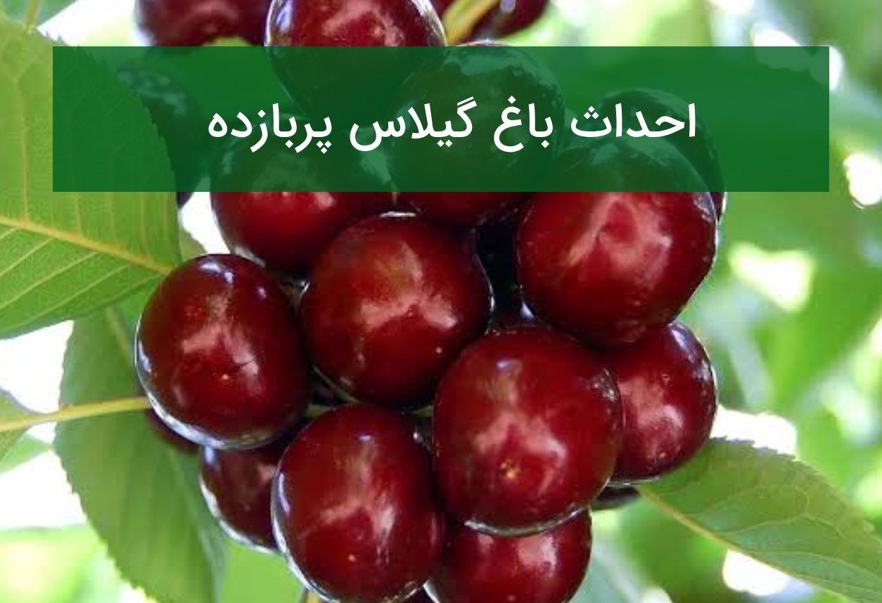 احداث باغ گیلاس پربازده؛ رقم مناسب، گرده‌افشان و هرس
