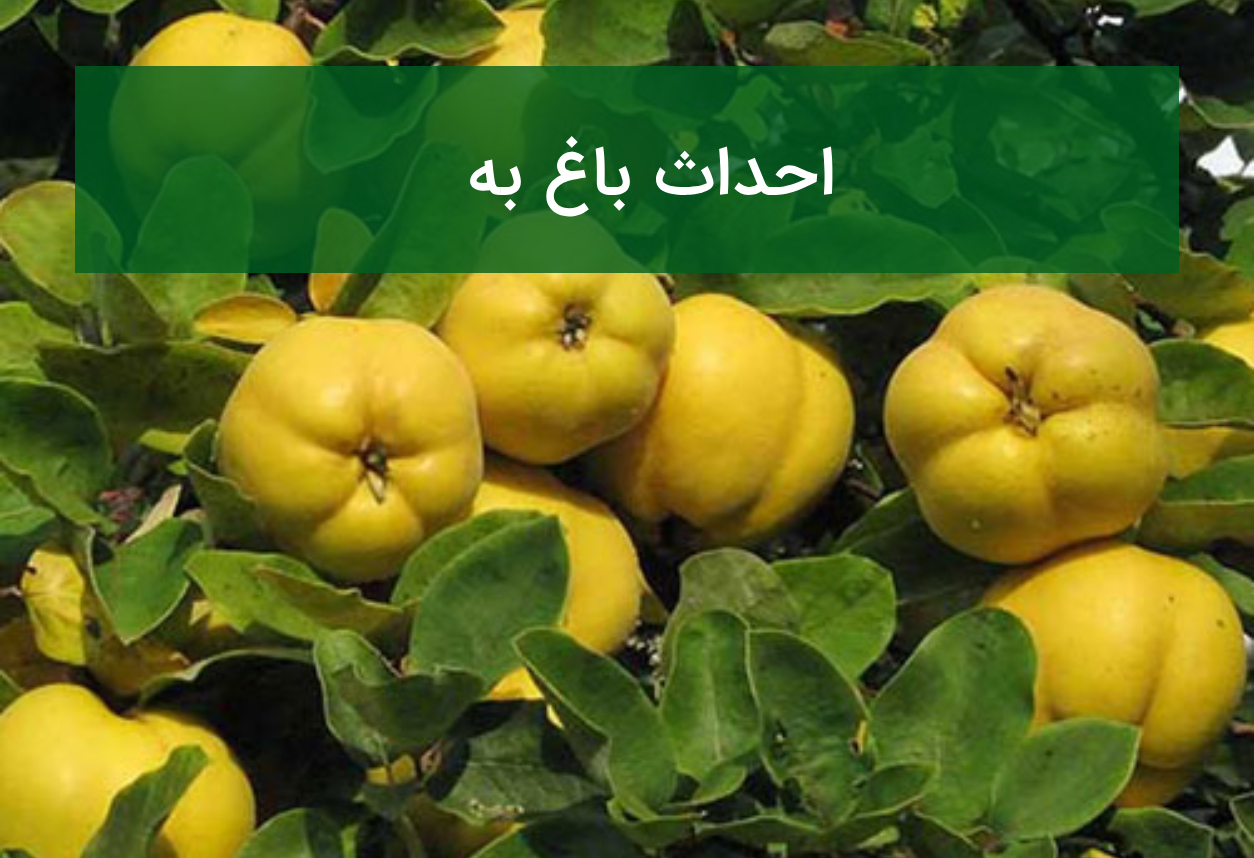 احداث باغ به؛ انتخاب نهال، شرایط خاک و افزایش کیفیت میوه