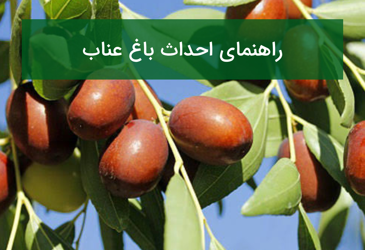 راهنمای احداث باغ عناب