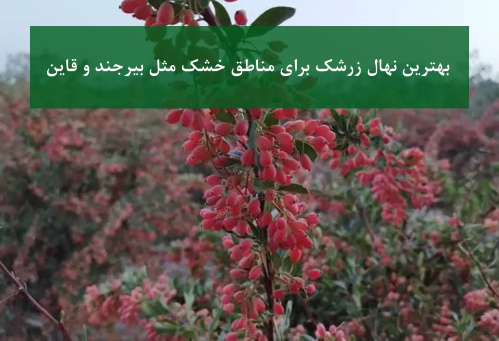 بهترین نهال زرشک برای مناطق خشک مثل بیرجند و قاین + زرشک بی‌دانه