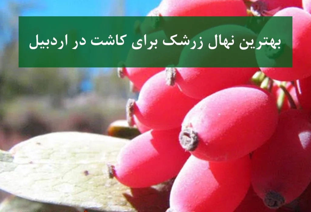 بهترین نهال زرشک برای کاشت در اردبیل + زرشک بی‌دانه