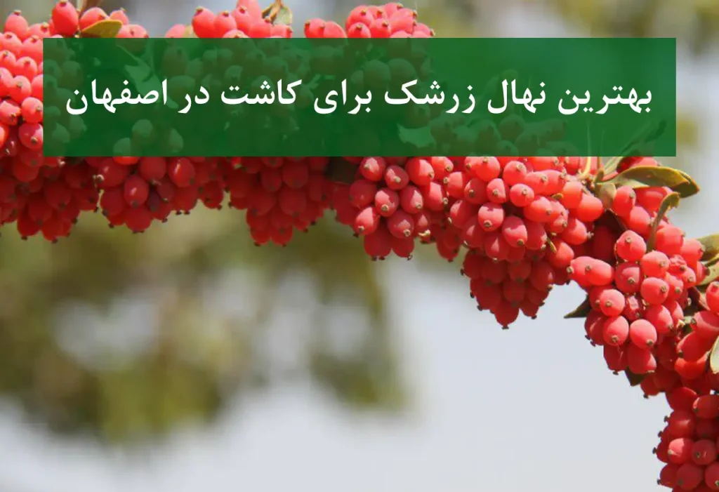 بهترین نهال زرشک برای کاشت در اصفهان + زرشک بی‌دانه