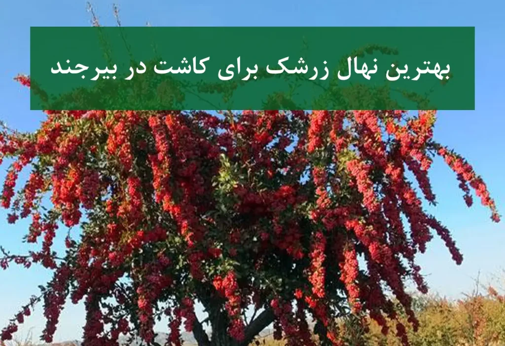 بهترین نهال زرشک برای کاشت در بیرجند + زرشک بی‌دانه