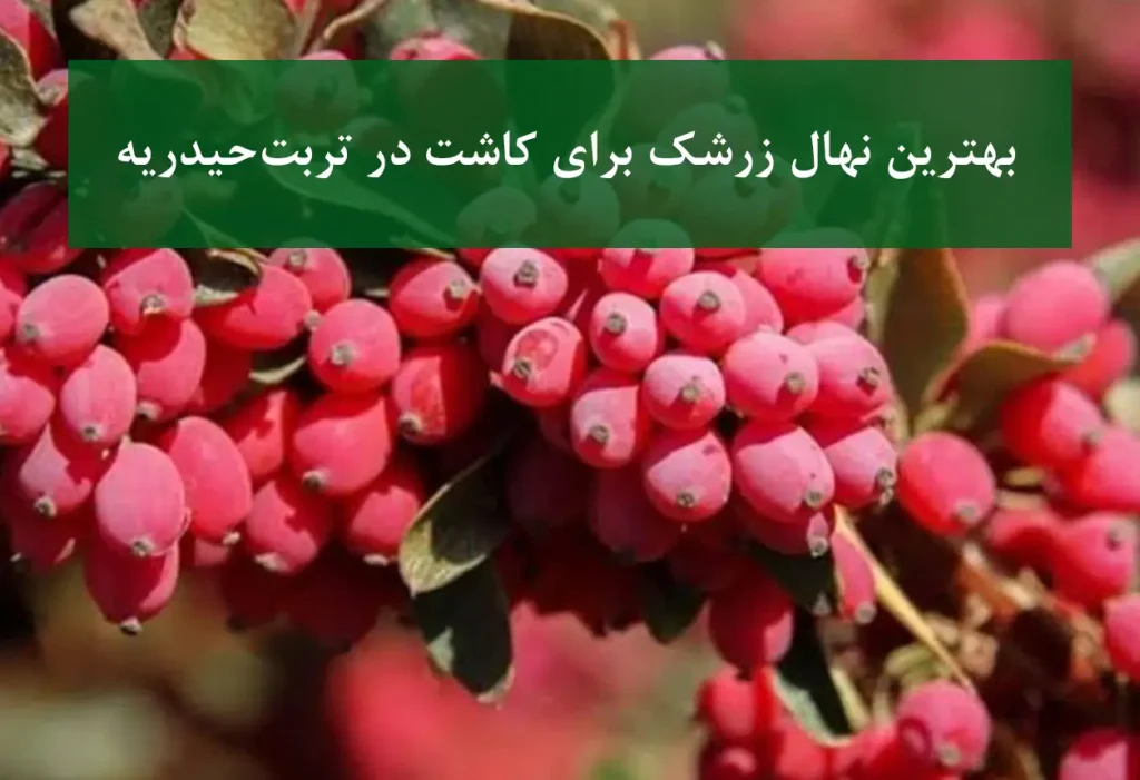 بهترین نهال زرشک برای کاشت در تربت‌حیدریه + زرشک بی‌دانه