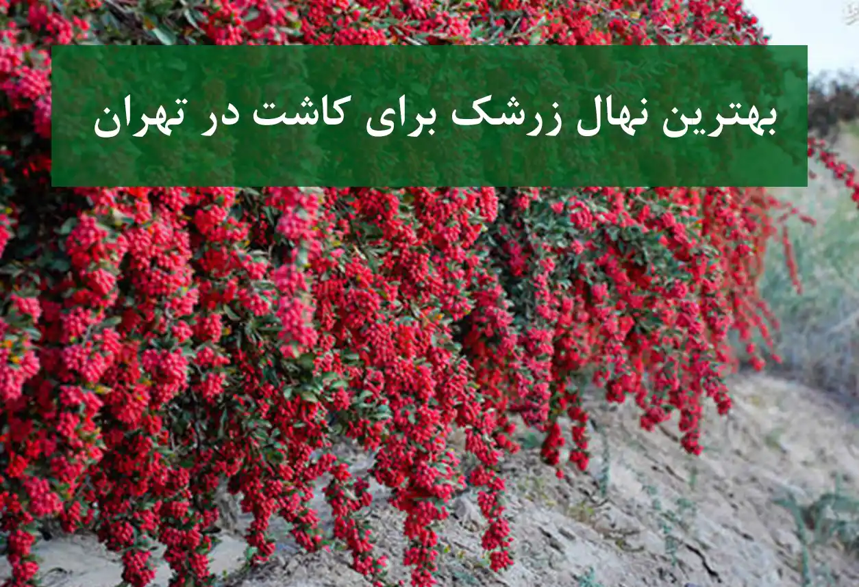 بهترین نهال زرشک برای کاشت در تهران + نهال سالم و پربار
