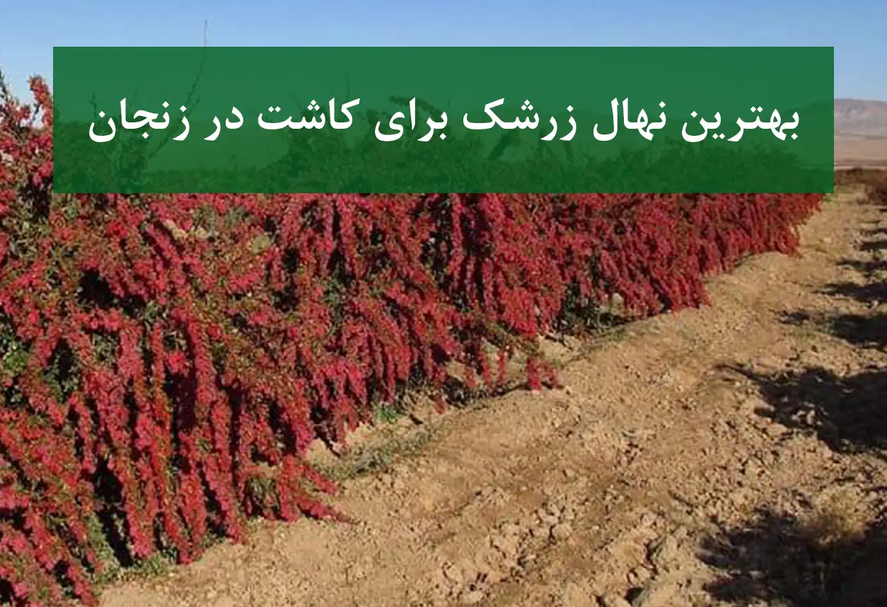 بهترین نهال زرشک برای کاشت در زنجان + زرشک بی‌دانه