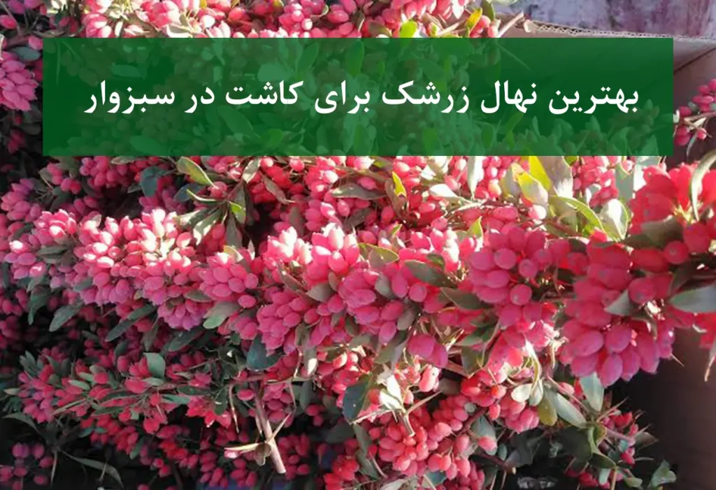بهترین نهال زرشک برای کاشت در سبزوار + زرشک بی‌دانه