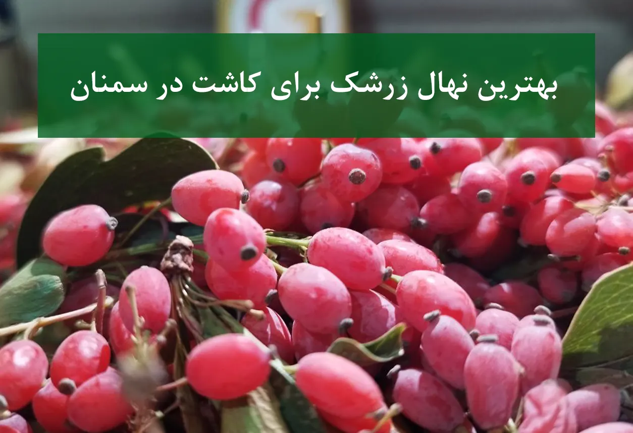 بهترین نهال زرشک برای کاشت در سمنان + زرشک بی‌دانه