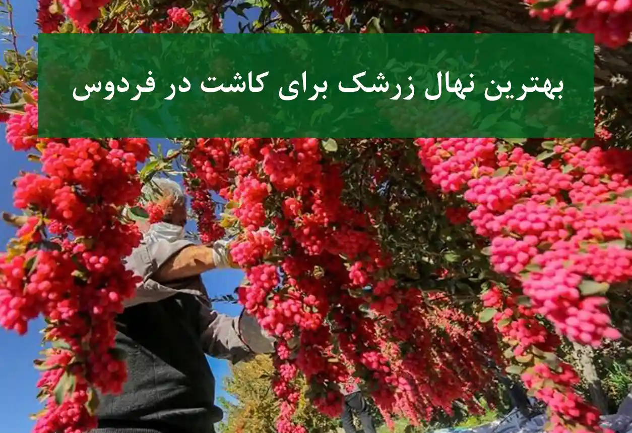 بهترین نهال زرشک برای کاشت در فردوس + زرشک بی‌دانه
