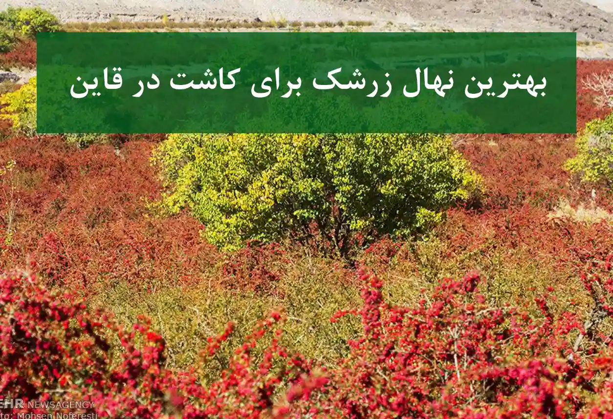 بهترین نهال زرشک برای کاشت در قاین + زرشک بی‌دانه