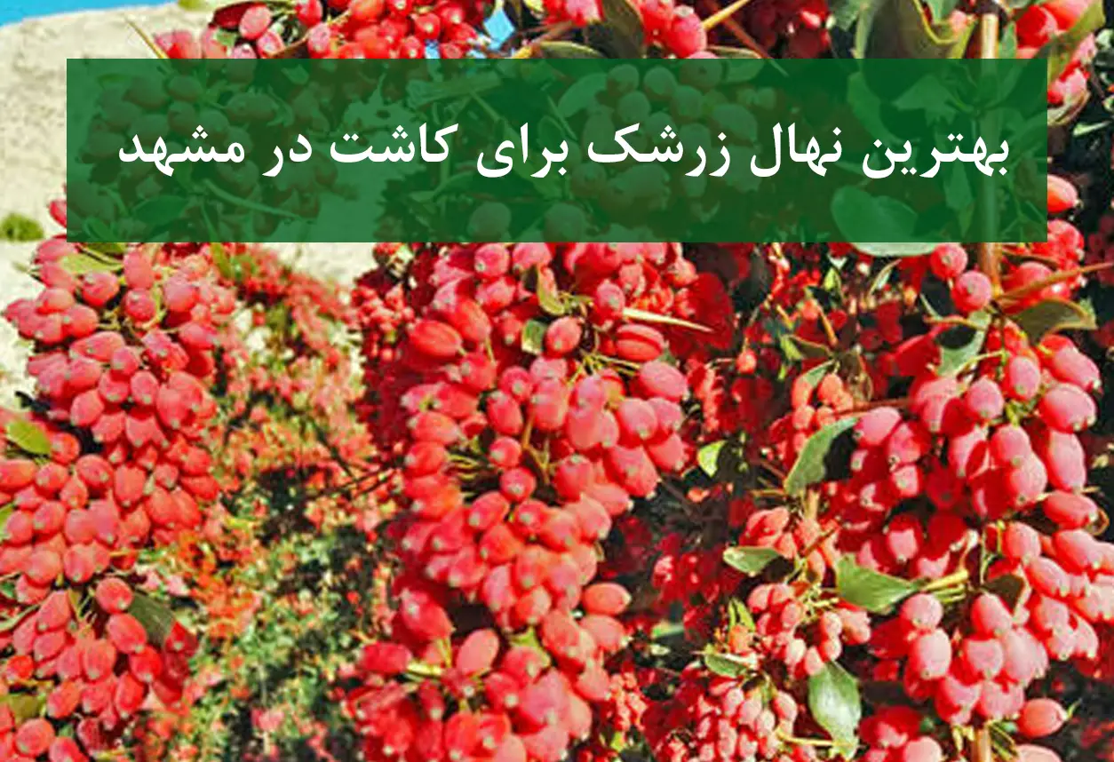 بهترین نهال زرشک برای کاشت در مشهد + زرشک بی‌دانه