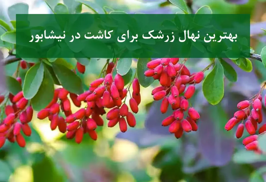 بهترین نهال زرشک برای کاشت در نیشابور + زرشک بی‌دانه