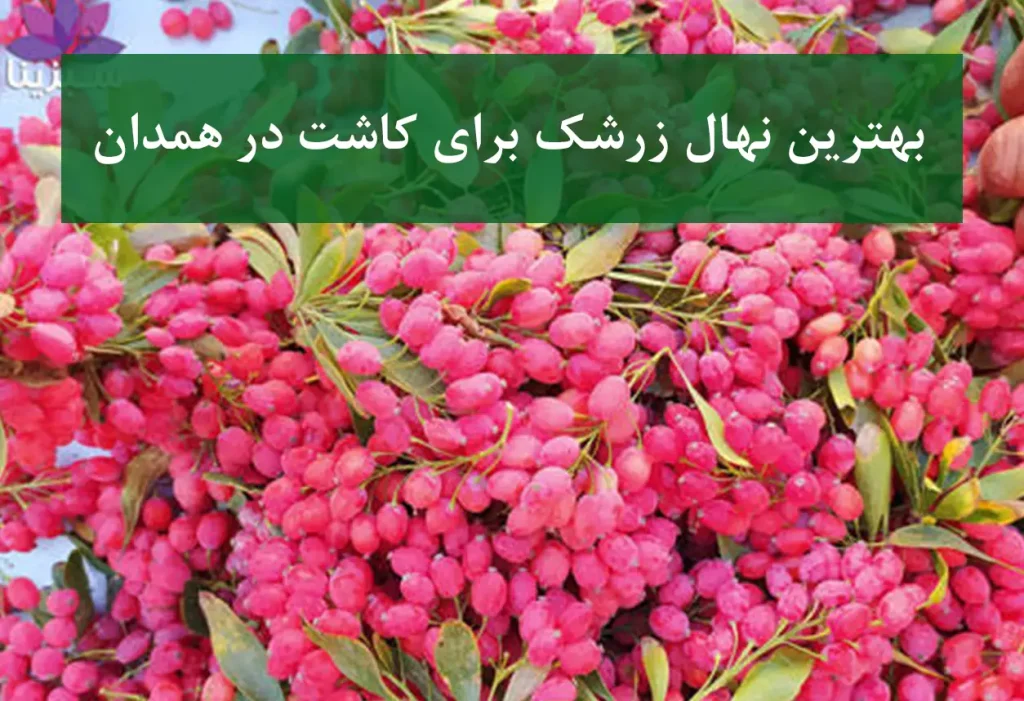 بهترین نهال زرشک برای کاشت در همدان + زرشک بی‌دانه