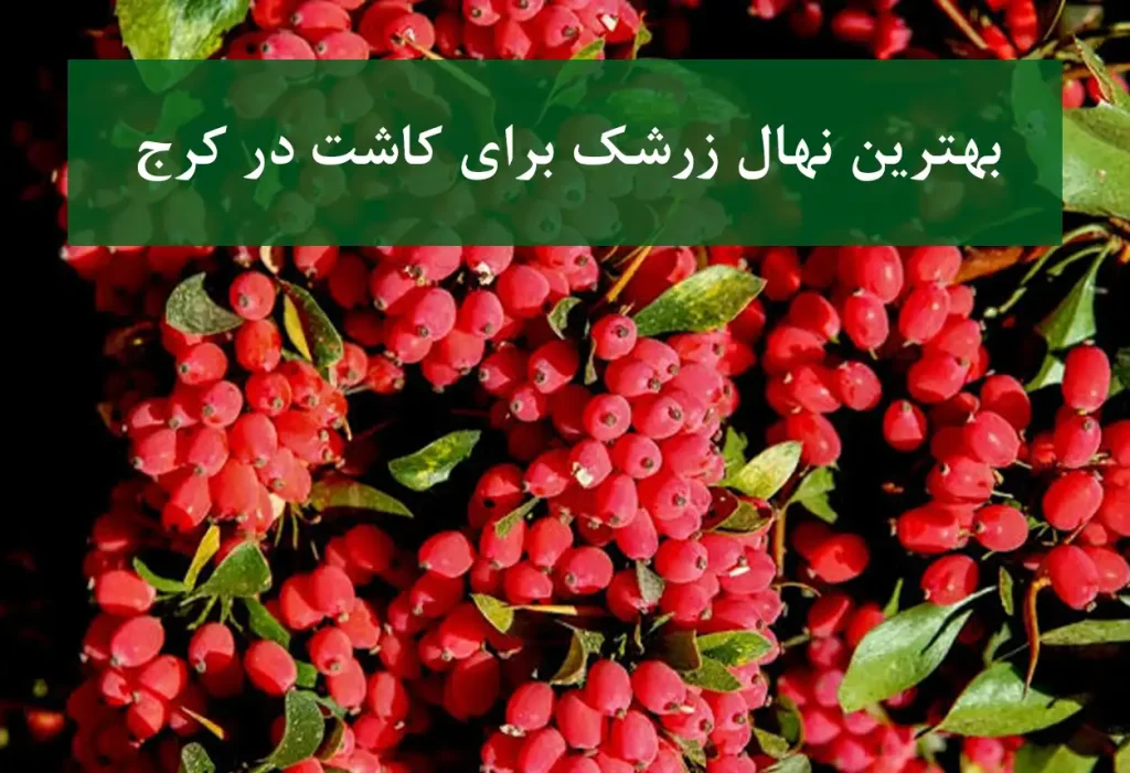 بهترین نهال زرشک برای کاشت در کرج + نهال سالم و پربار