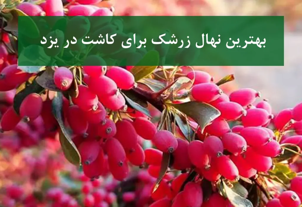 بهترین نهال زرشک برای کاشت در یزد + زرشک بی‌دانه